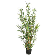 Vazo Me Bimë Bamboo