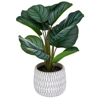 Vazo Maranta CIM H45