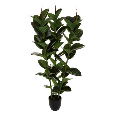 Vazo FICUS ROBUSTA H120